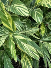 Alpinia