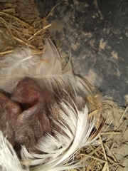 Hirundo neoxena