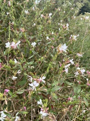 Oenothera gaura