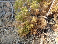 Galium andrewsii