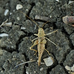 Medecticus assimilis