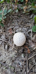 Lycoperdon curtisii