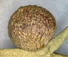 Disholcaspis pruniformis