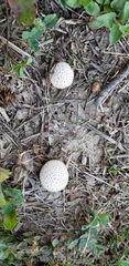 Lycoperdon curtisii