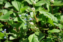 Exomalopsis similis