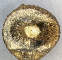 Disholcaspis pruniformis