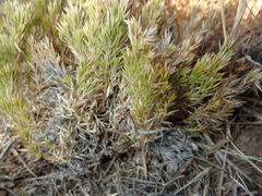 Galium andrewsii