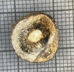 Disholcaspis pruniformis