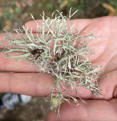 Ramalina farinacea
