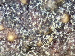 Disholcaspis pruniformis