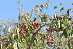 Prunus americana