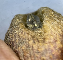 Disholcaspis pruniformis