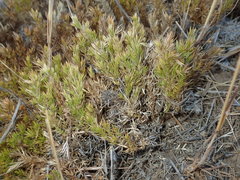 Galium andrewsii