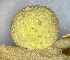 Disholcaspis pruniformis