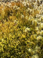 Racomitrium lanuginosum