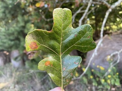 Disholcaspis pruniformis