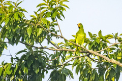 Amazona albifrons