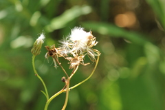 Crepis tectorum