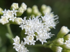 Ageratina aromatica