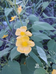 Allowissadula holosericea