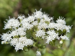 Ageratina aromatica