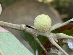 Disholcaspis pruniformis