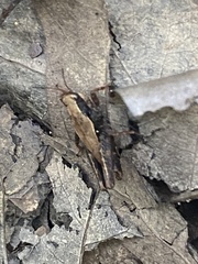 Tettigidea lateralis
