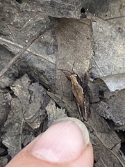 Tettigidea lateralis