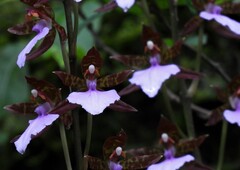 Rhynchostele bictoniensis