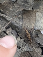 Tettigidea lateralis