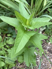Hasteola suaveolens