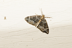 Ecliptopera silaceata