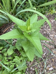 Hasteola suaveolens