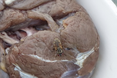 Musca domestica