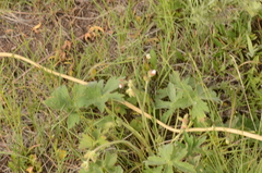 Geranium viscosissimum