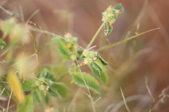 Malvastrum americanum