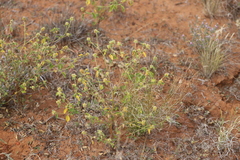 Malvastrum americanum