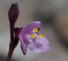 Tripogandra angustifolia