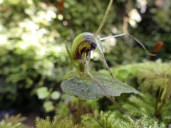 Corybas acuminatus