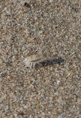 Talitrinae
