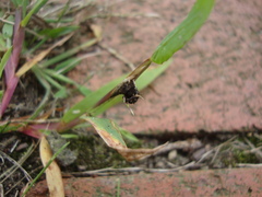 Ustilago syntherismae