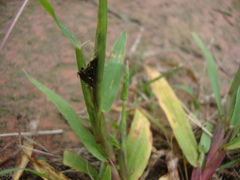 Ustilago syntherismae