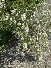 Symphyotrichum pilosum
