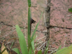 Ustilago syntherismae