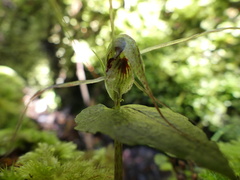 Corybas acuminatus