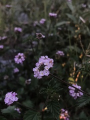 Lantana achyranthifolia