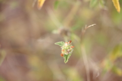 Malvastrum americanum