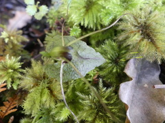 Corybas acuminatus