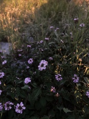 Lantana achyranthifolia