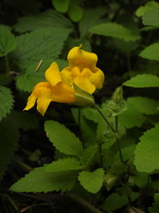 Erythranthe guttata